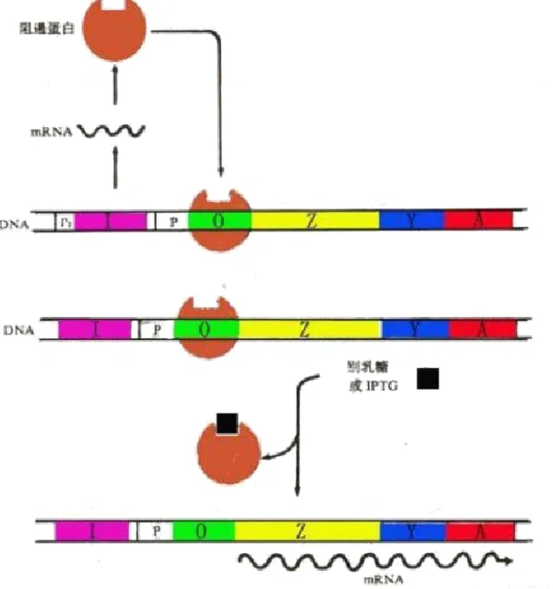 细胞生物学：探索生命的奥秘